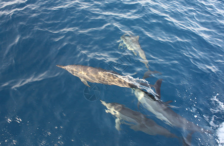 Delfiner  海豚  马尔代夫天堂定义者海滩别墅太阳奢华图片
