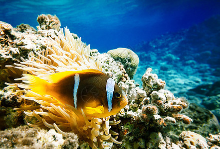 小丑鱼假期旅行晴天荒野潜水动物水族馆天堂蓝色橙子图片