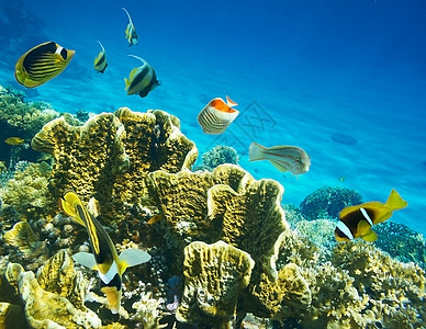 珊瑚鱼蓝色潜水海洋学校旅行热带红色图片
