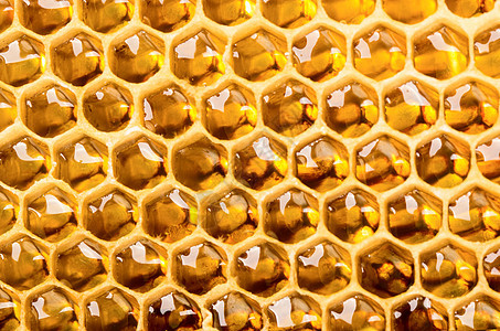 蜂窝蜜蜂保健食物细胞领导养蜂人荒野动物寂寞梳理图片