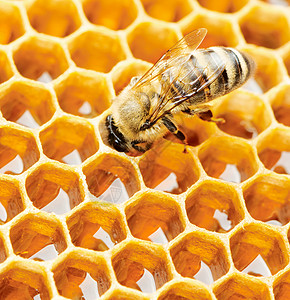 工作蜜蜂药品食物昆虫荒野黄色养蜂业宏观蜂蜡蜂巢六边形图片