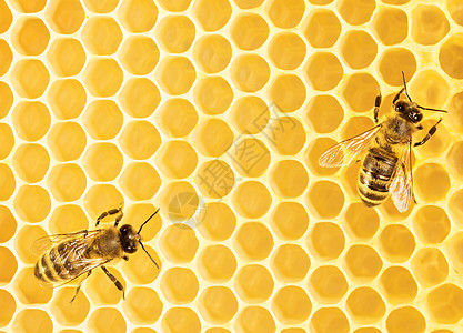 工作蜜蜂蜂蜡养蜂人药品细胞领导荒野六边形昆虫金子蜂蜜图片