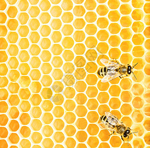 工作蜜蜂女王保健养蜂人领导昆虫花粉寂寞荒野动物食物图片