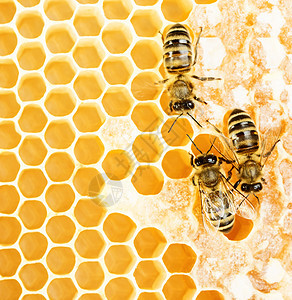 工作蜜蜂荒野表扬细胞六边形养蜂人动物蜂窝领导蜂蜡金子图片
