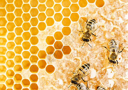 工作蜜蜂梳理六边形表扬养蜂人昆虫花粉蜂窝荒野动物药品图片