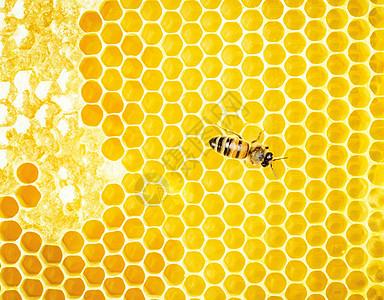 工作蜜蜂蜂蜡六边形昆虫蜂蜜领导梳理花粉药品荒野蜂窝图片