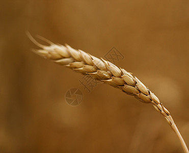 小麦生长种子面包稻草粮食场地生产植物农场农田图片