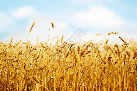 小麦收成面包土地粮食植物太阳金子农村阳光天空图片