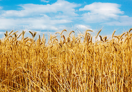 小麦稻草植物群橙子农业场地植物农村金子面包蓝色图片