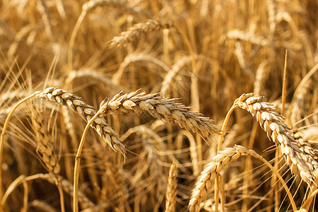 小麦生长生产稻草农业农场粮食农田场地谷物收成图片