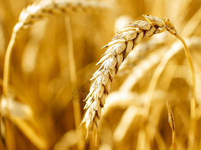 小麦收成玉米生产种子生长稻草黄色食物粮食农场图片