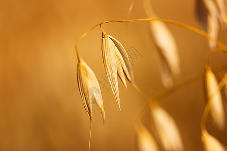 Oats 油田植物群玉米乡村谷物粮食产品收成植物学生产场地图片