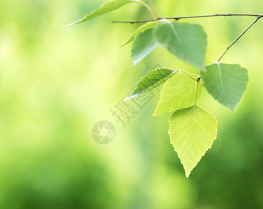 春枝叶植物射线季节树林太阳公园花园晴天森林光束图片