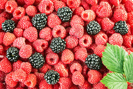 草莓和黑莓背景图片