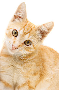 红猫晶须小猫宠物毛皮乐趣红色鼻子友谊好奇心快乐图片