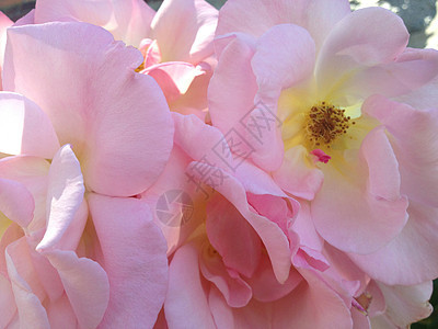 黄色中心的粉红玫瑰植物学花束植物香味野玫瑰生长玫瑰雄蕊树叶庆典图片