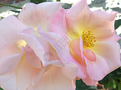 黄色中心的粉红玫瑰植物群雄蕊花园香味野玫瑰玫瑰树叶生长庆典橙子图片