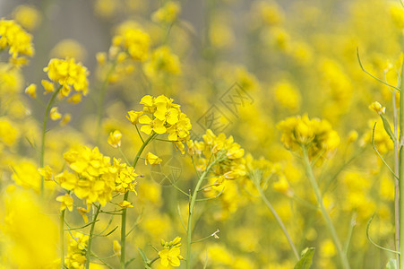 日本的黄花和小蜜蜂黄色翅膀食物蜂蜜蜂巢昆虫花粉植物花园宏观图片