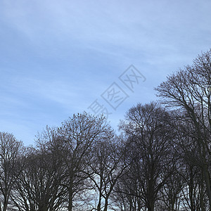 冬树白色天空森林蓝色黑色分支机构树干皮肤图片