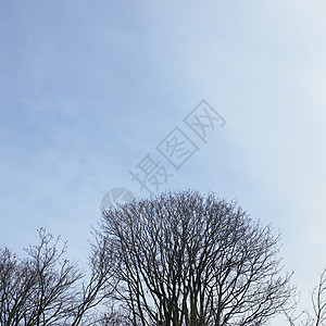 冬树皮肤天空蓝色森林分支机构树干白色黑色图片