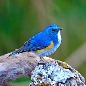 蓝尾鸲蓝色的自然高清图片