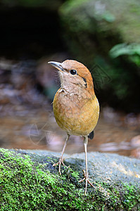Rustynaped皮塔警报鸟类公园观鸟绿色荒野枕头国家森林居民图片