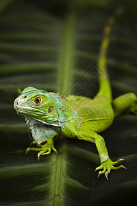 Iguana 孤立于白色背景热带野生动物生物壁虎冒充宠物植物爬虫环境雨林图片