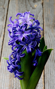 紫色Hyacinth绿色背景生长红花静物自然花园花朵灰色种植图片
