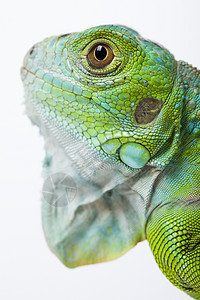 Iguana 孤立于白色背景爬行者环境植物丛林冒充动物宠物野生动物爬虫雨林图片