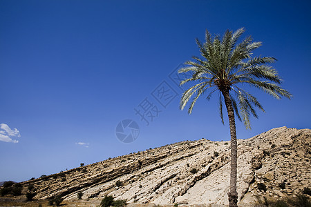 伊朗的绿棕榈树情调棕榈树叶椰子绿色蓝色异国热带天空图片
