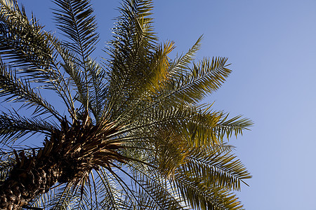 伊朗的绿棕榈树异国棕榈树叶蓝色天空绿色热带情调椰子图片