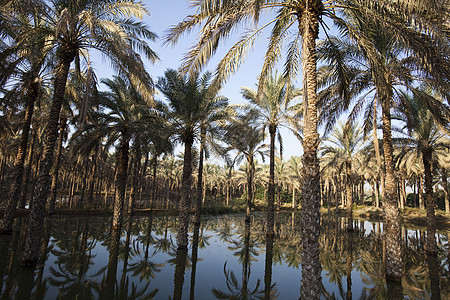伊朗的绿棕榈树情调热带异国绿色棕榈树叶椰子天空蓝色图片