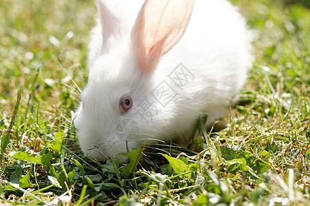 白兔子哺乳动物场地耳朵野兔花园绿色动物野生动物白色草地图片