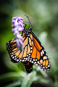 蒙拉克达纳乌斯普莱斯蒂普斯移民流浪者花园植物群蝴蝶橙子漏洞斑点天线翅膀图片