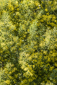 阿卡西亚 白叶和花朵花束黄色季节植物群含羞草交易蓝色花园花瓣礼物图片