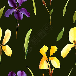 水彩的Iris 可用作贺卡植物群叶子婚礼花束墙纸庆典绘画植物蓝色横幅图片