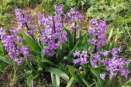 紫丁香hyacinthus是最早的美食之一花朵季节雌蕊花瓣植物群紫色草地花束生长花粉图片