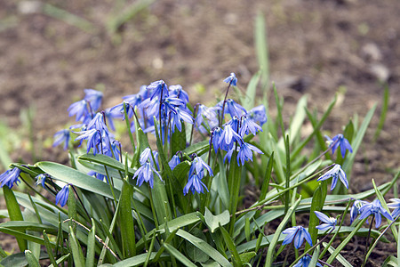 美丽的花朵蓝铃或Scylla在草原上生长图片