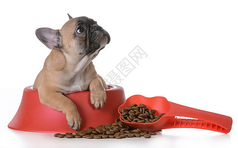 小狗营养宠物小吃食物饮食红色白色犬类盘子午餐婴儿图片