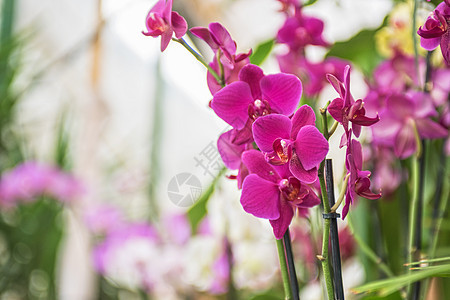 兰花花束庆典紫色植物学植物植物群宏观花瓣热带花园图片