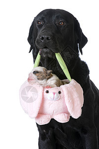 狗狗把小狗抱在篮子里犬类兔子斗牛犬宠物白色黑色牙齿图片