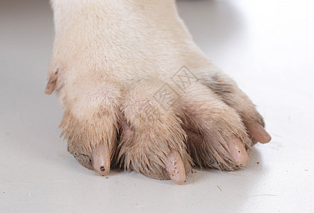 脏狗脚宠物犬类指甲毛皮打印脚趾爪子哺乳动物图片