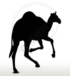 骑骆驼的阵容野生动物沙漠动物剪贴阴影冒充宠物黑色草图背光图片