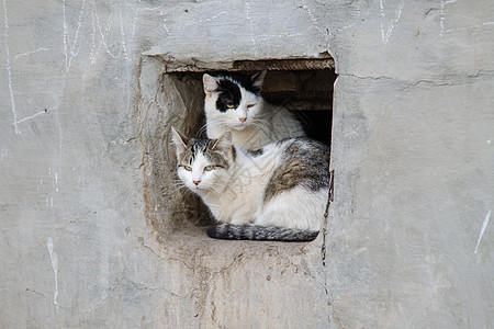 两只街猫坐在墙上方洞里图片