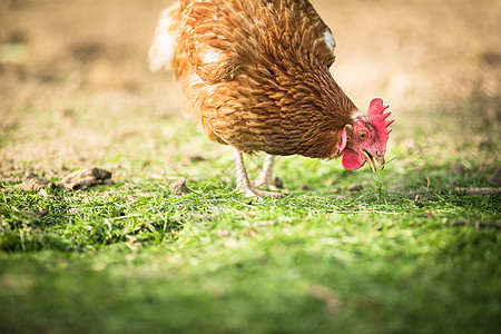 农场的母鸡范围稻草免费动物女性公鸡农家院群居食物家禽图片