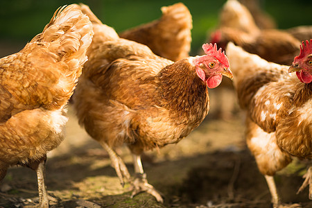 农场的母鸡女性生产国家范围动物稻草场景家畜农民栖息图片