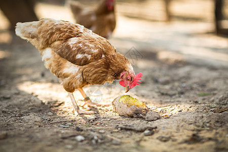 农场的母鸡眼睛家禽羽毛栖息农家院梳子鸡舍稻草生产食物图片