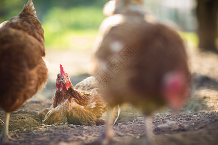 农场的母鸡家畜群居公鸡梳子房子眼睛农家院范围鸡舍免费图片