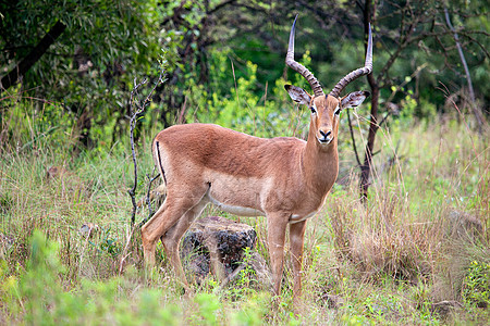 Impala 蚂蚁座荒野哺乳动物内存动物野生动物牛角衬套动物群男性羚羊图片