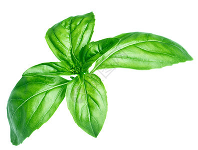 Basil 孤立在白色上香料营养农业植物味道花园香气芳香生长沙拉图片